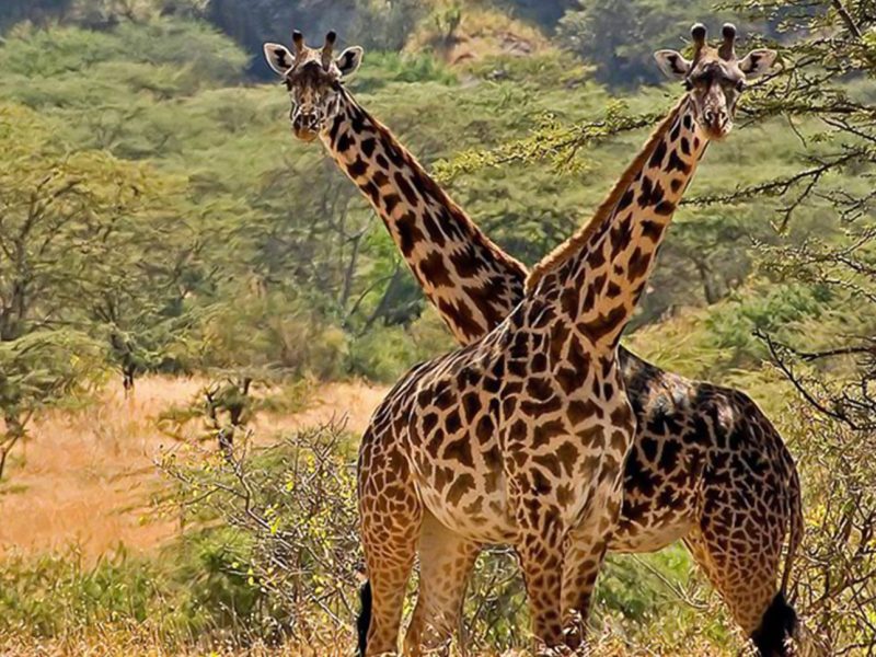 Kidepo Valley National Park