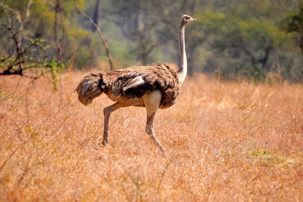 Bird Watching in Kidepo Valley