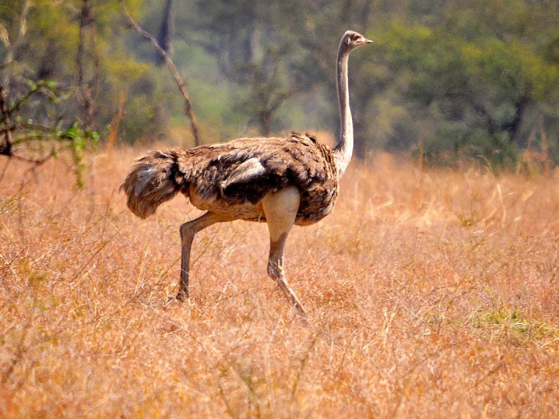 Bird Watching in Kidepo Valley