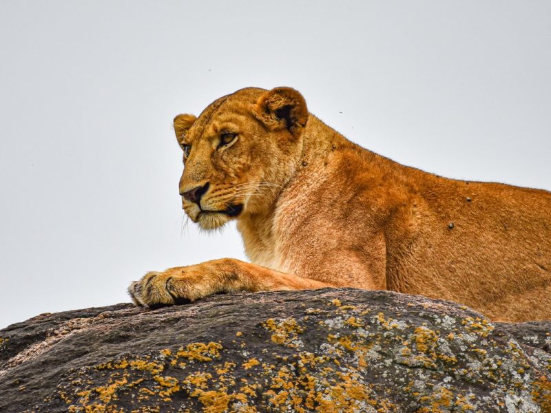 Kidepo Valley National Park Uganda