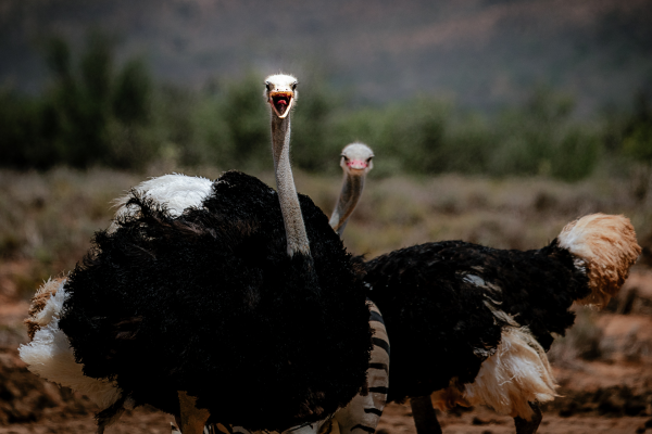 Bird Watching in Kidepo Valley