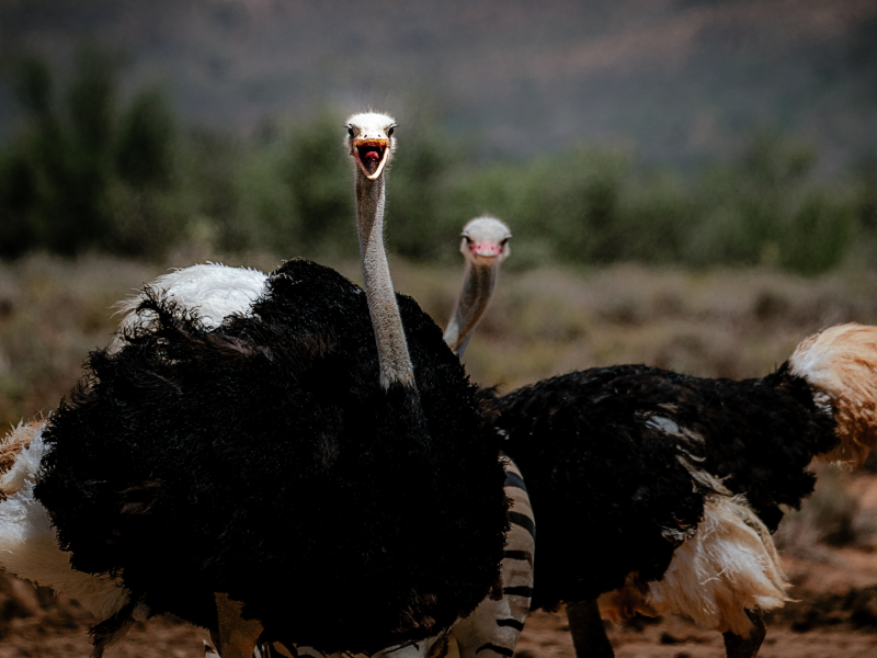 Bird Watching in Kidepo Valley