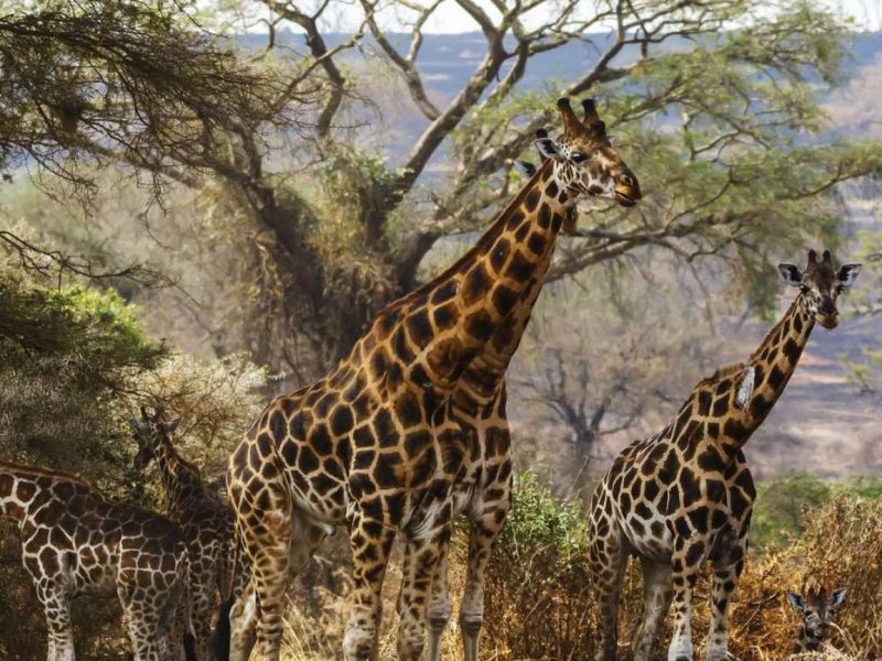 Kidepo National Park